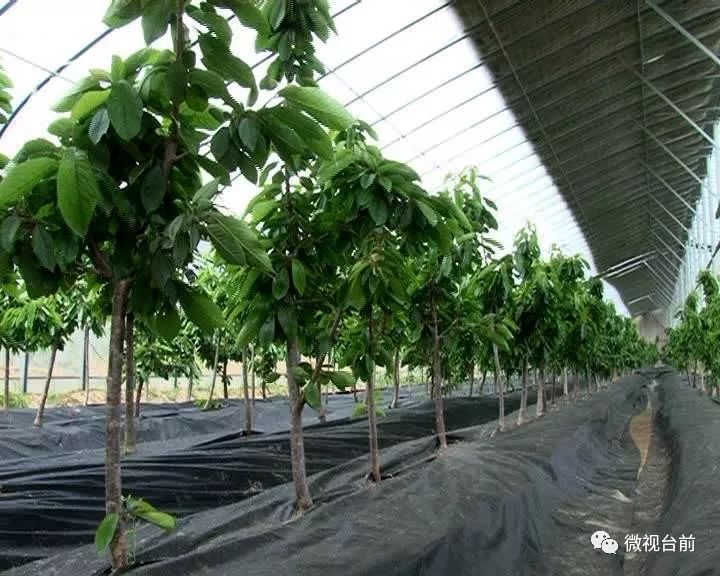 种植黑番茄致富_种植黑番茄有什么需求_黑番茄种植每日农经
