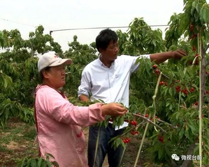 种植黑番茄有什么需求_种植黑番茄致富_黑番茄种植每日农经