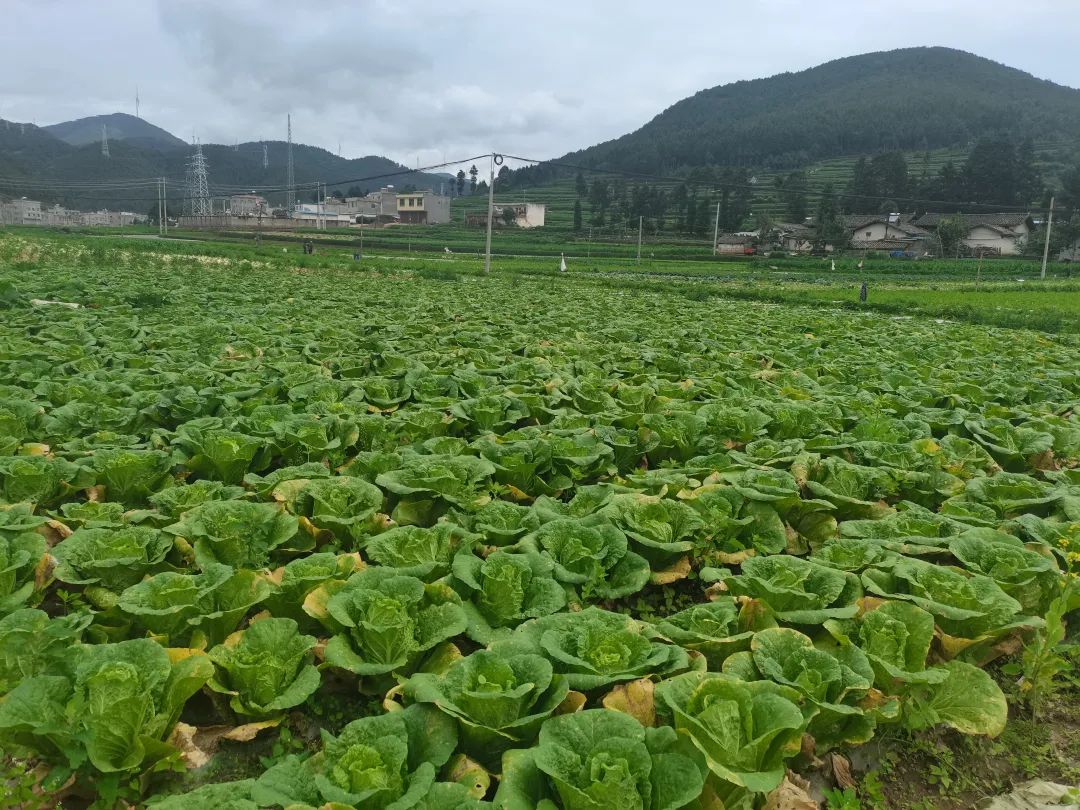 萝卜种植技术视频_广东农村萝卜种植技术_萝卜种植小技巧