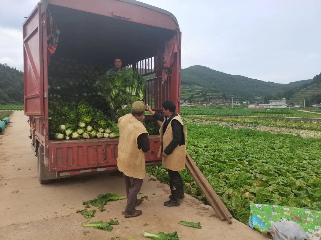 广东农村萝卜种植技术_萝卜种植小技巧_萝卜种植技术视频