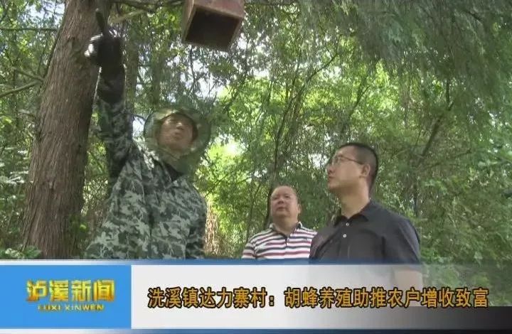 养殖马蜂赚钱吗_马蜂养殖致富信息_马蜂养殖骗局