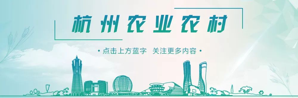 养殖黑鱼技术全过程视频_黑鱼养殖技术及效益_效益养殖黑鱼技术要求
