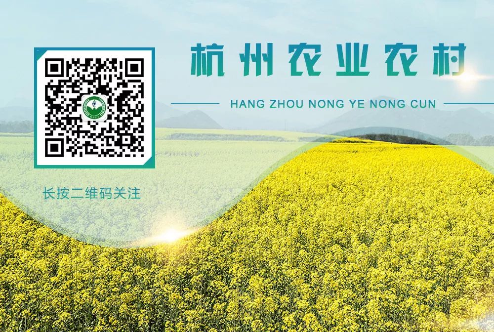 效益养殖黑鱼技术要求_黑鱼养殖技术及效益_养殖黑鱼技术全过程视频