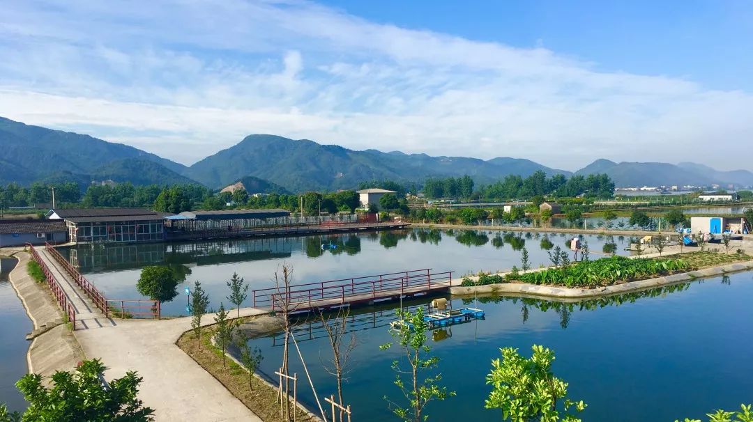 养殖黑鱼技术全过程视频_黑鱼养殖技术及效益_效益养殖黑鱼技术要求