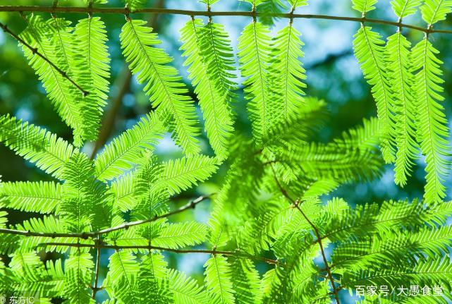 农村种植致富的好处是什么_农村致富种植什么好_致富种植什么比较赚大钱