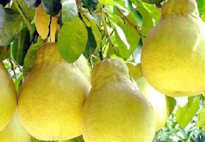 萝卜种植技术视频_萝卜栽培技术_广东农村萝卜种植技术
