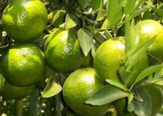 萝卜栽培技术_广东农村萝卜种植技术_萝卜种植技术视频