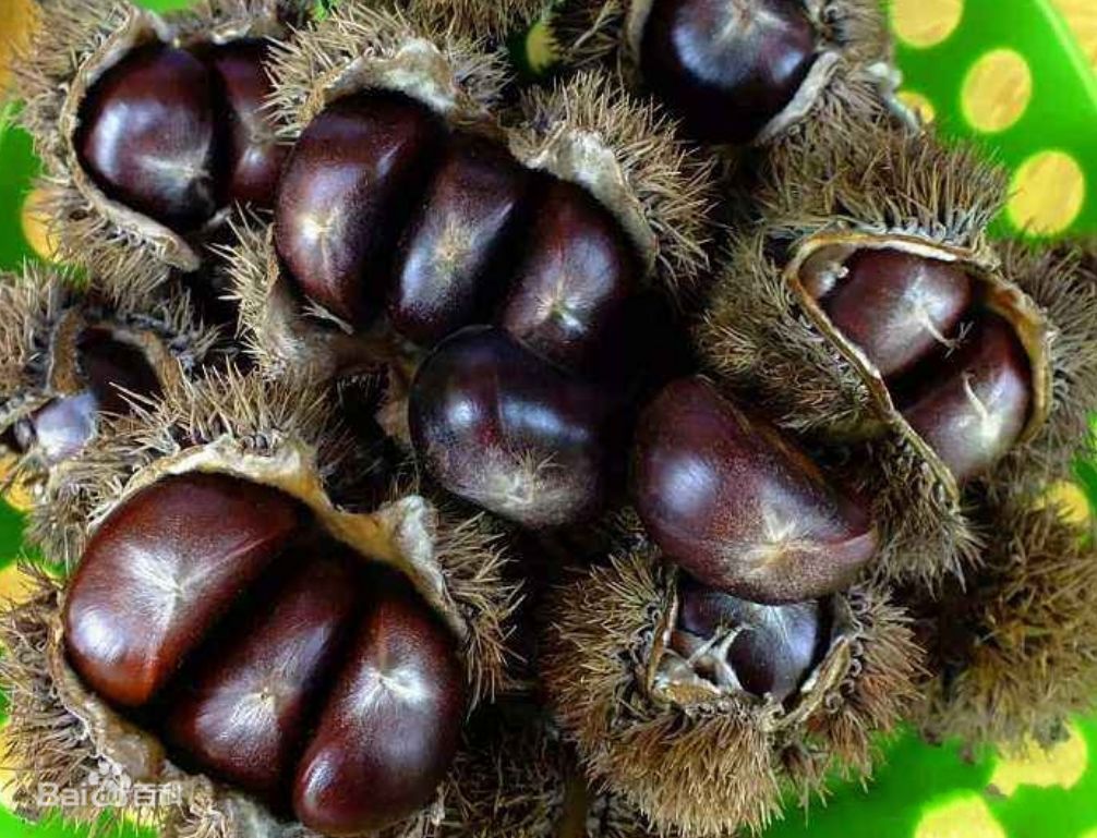 萝卜种植技术视频_萝卜栽培技术_广东农村萝卜种植技术