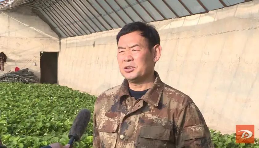 致富种植沙葱怎么样_致富种植沙葱图片_种植沙葱致富