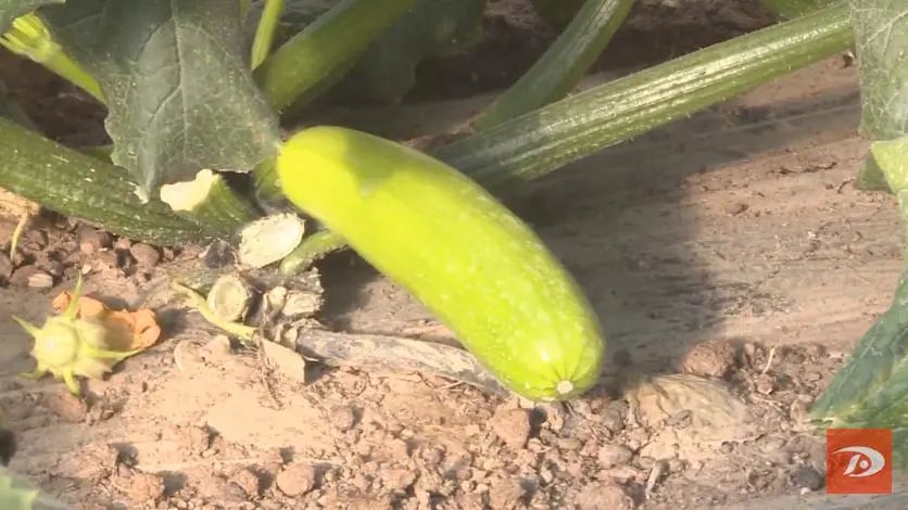 致富种植沙葱怎么样_致富种植沙葱图片_种植沙葱致富