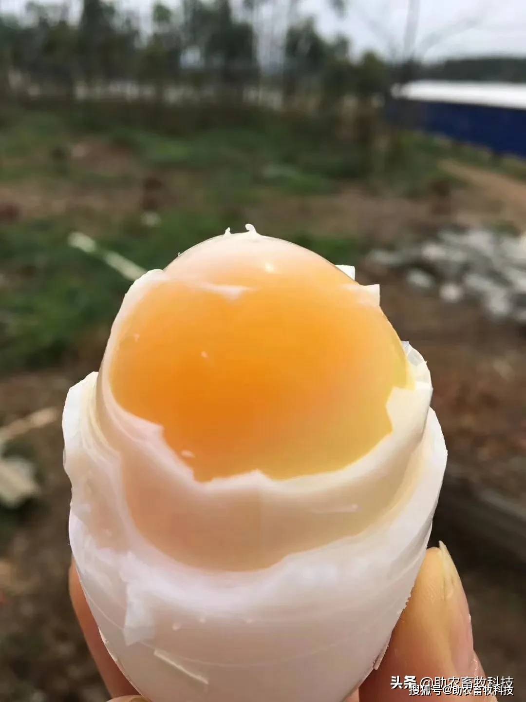 蘑菇渣发酵养殖技术_蘑菇渣发酵有机肥利弊_蘑菇渣怎么发酵