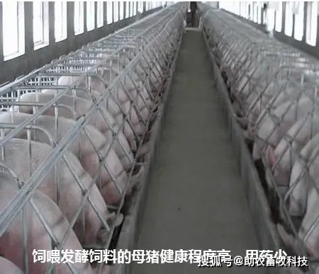 蘑菇渣怎么发酵_蘑菇渣发酵有机肥利弊_蘑菇渣发酵养殖技术