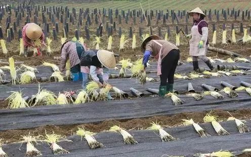韭黄种植视频_广东韭黄种植技术_种植广东技术韭黄怎么样