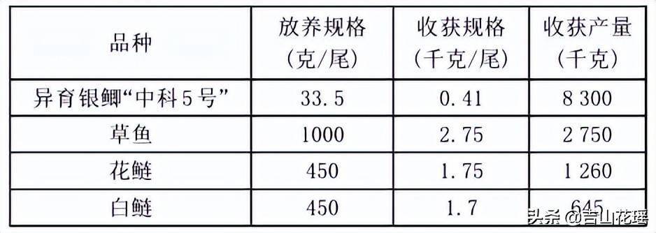 鲫鱼中华3号养殖技术_鲫鱼养殖成功案例_鲫鱼养殖技术视频教程