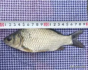 鲫鱼中华3号养殖技术_鲫鱼养殖成功案例_鲫鱼养殖技术视频教程