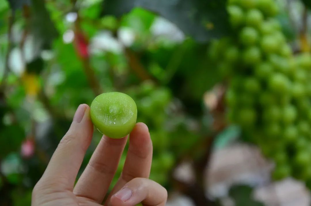 大棚种植技术提子视频_大棚种植提子技术_大棚种植技术提子图片