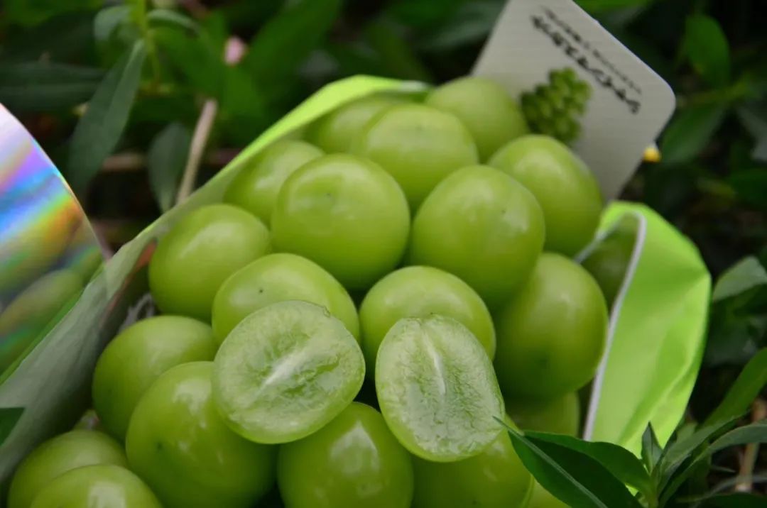 大棚种植提子技术_大棚种植技术提子视频_大棚种植技术提子图片