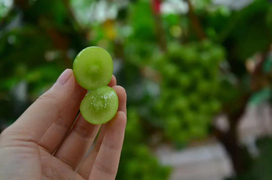大棚种植提子技术_大棚种植技术提子图片_大棚种植技术提子视频