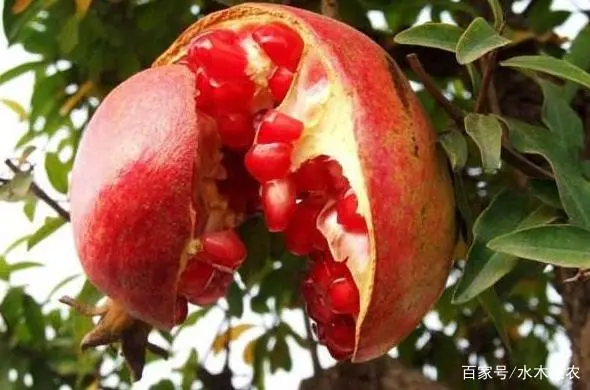 农村种植致富的好处是什么_致富经农村种植_致富种植什么比较赚大钱