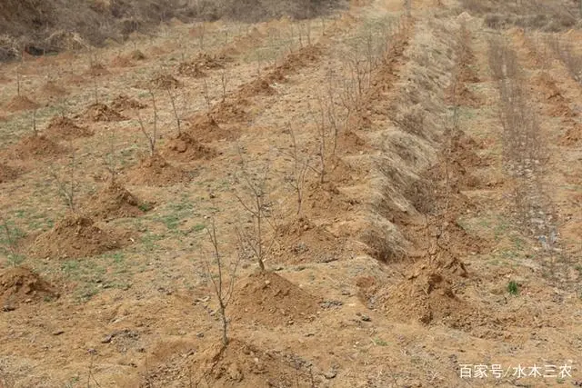 致富经农村种植_农村种植致富的好处是什么_致富种植什么比较赚大钱