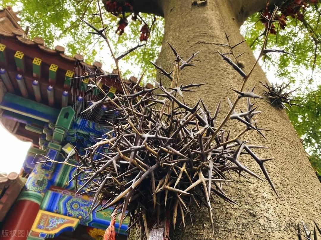 新型种植致富机会_致富种植视频全集_种植致富新项目