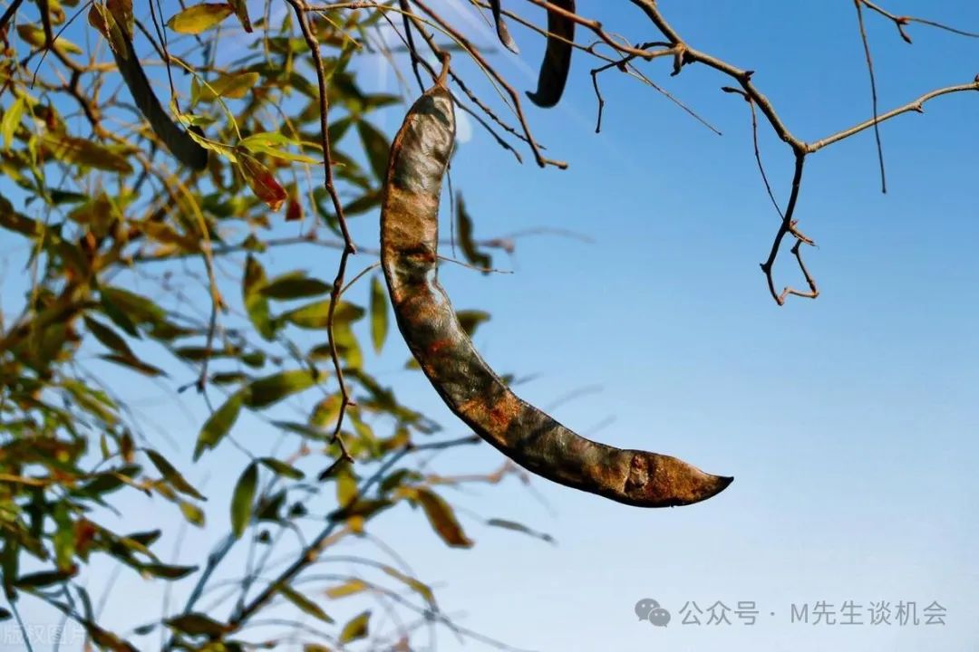 种植致富新项目_致富种植视频全集_新型种植致富机会