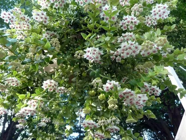 封闭阳台都能种好的球兰，最全的种植指南
