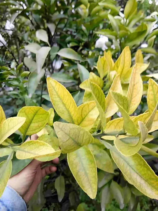 盆栽橙子的种植方法_盆栽橙子种植技术要点_盆栽橙子怎么种植技术