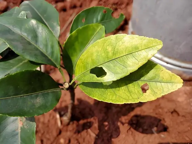 盆栽橙子怎么种植技术_盆栽橙子的种植方法_盆栽橙子种植技术要点