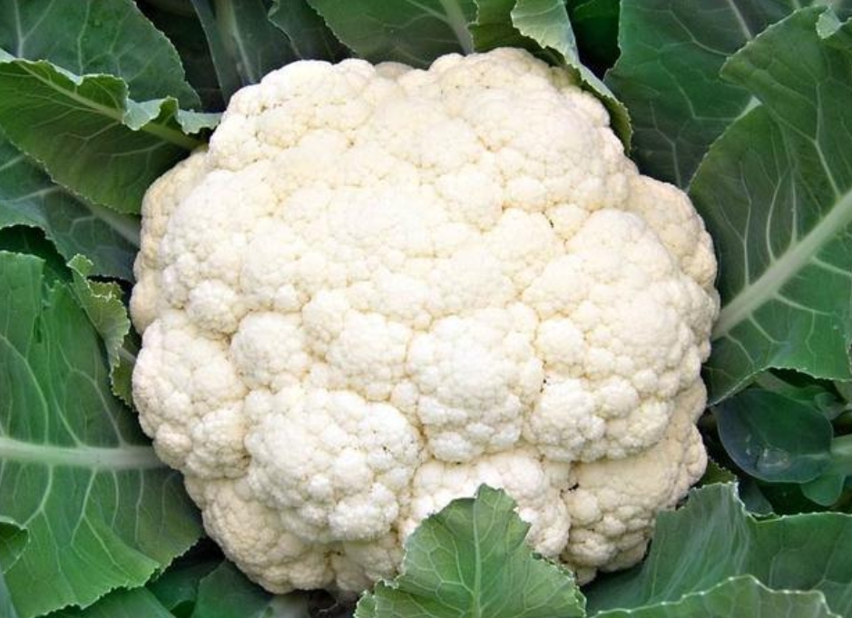 为什么现在的花菜都是散开的？