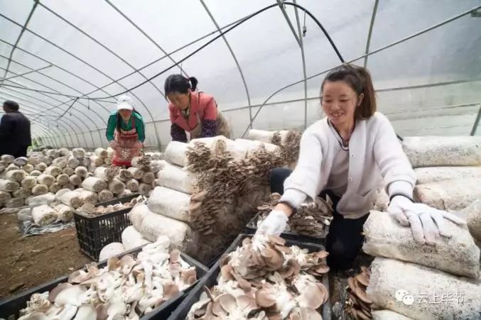 金针菇种植技术视频教程_金针菇的种植方法视频抖音_种植金针菇技术视频