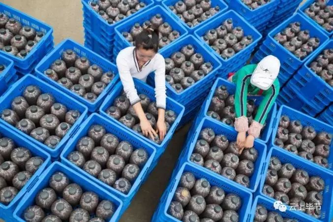 金针菇种植技术视频教程_金针菇的种植方法视频抖音_种植金针菇技术视频