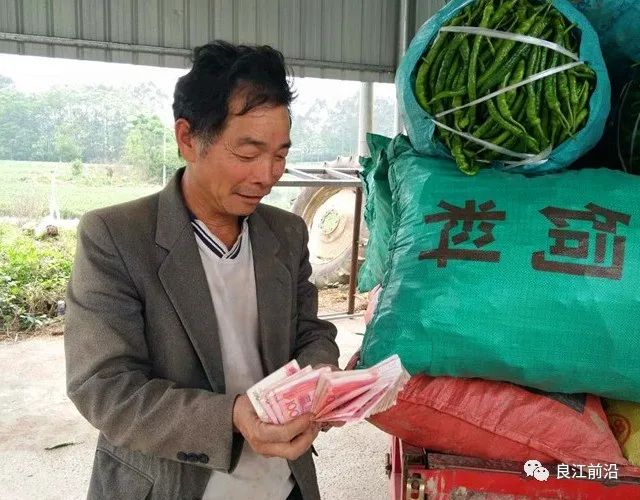 致富辣椒种植项目有哪些_致富辣椒种植项目简介_种植辣椒致富项目