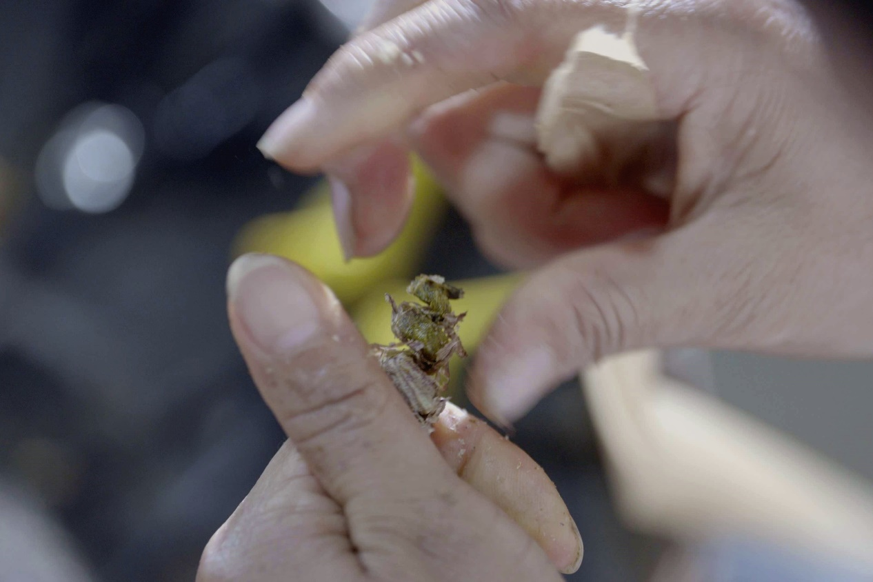 石斛种植的关键技术有哪些_如何种值石斛_查看种植石斛的技术