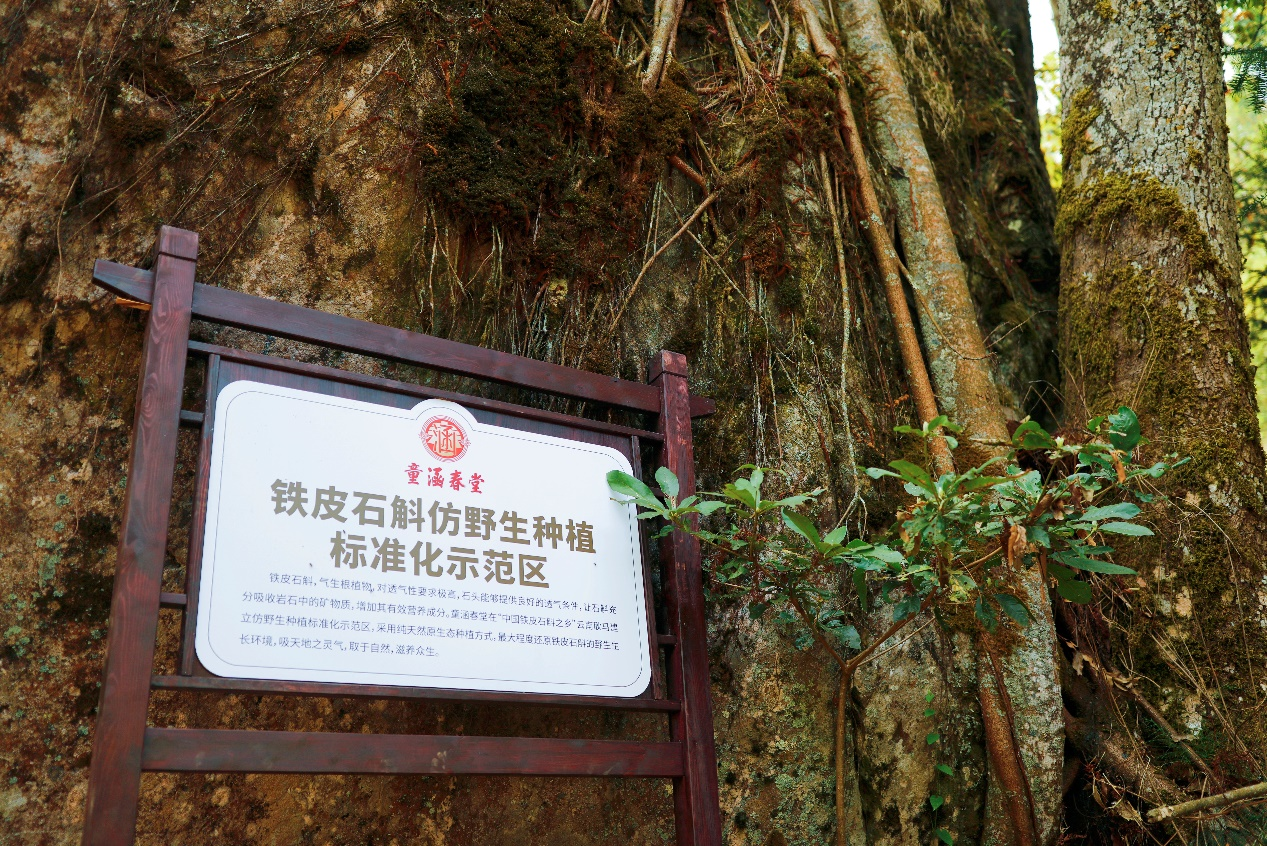 如何种值石斛_石斛种植的关键技术有哪些_查看种植石斛的技术