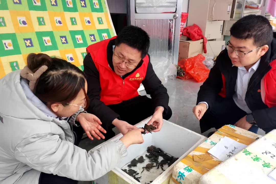 养殖林蛙致富经_致富养殖林蛙视频_养殖林蛙前景如何
