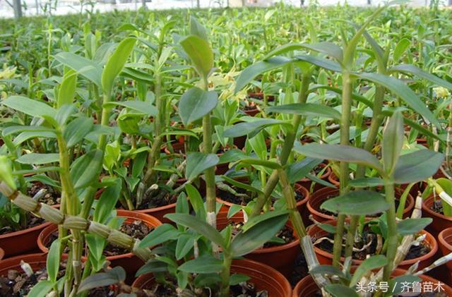 农民返乡创业种植起死回生的“仙药”，一年收入赶超打工5年！