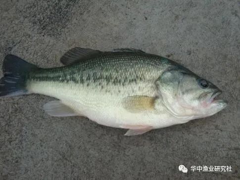 致富经鲈鱼养殖技术_致富养殖鲈鱼技术要求_养殖鲈鱼的技术