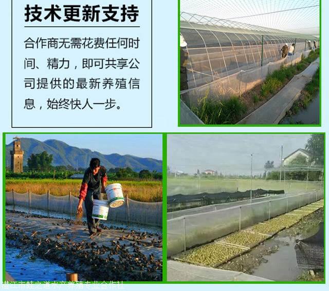 养殖青蛙需要了解的一些常识