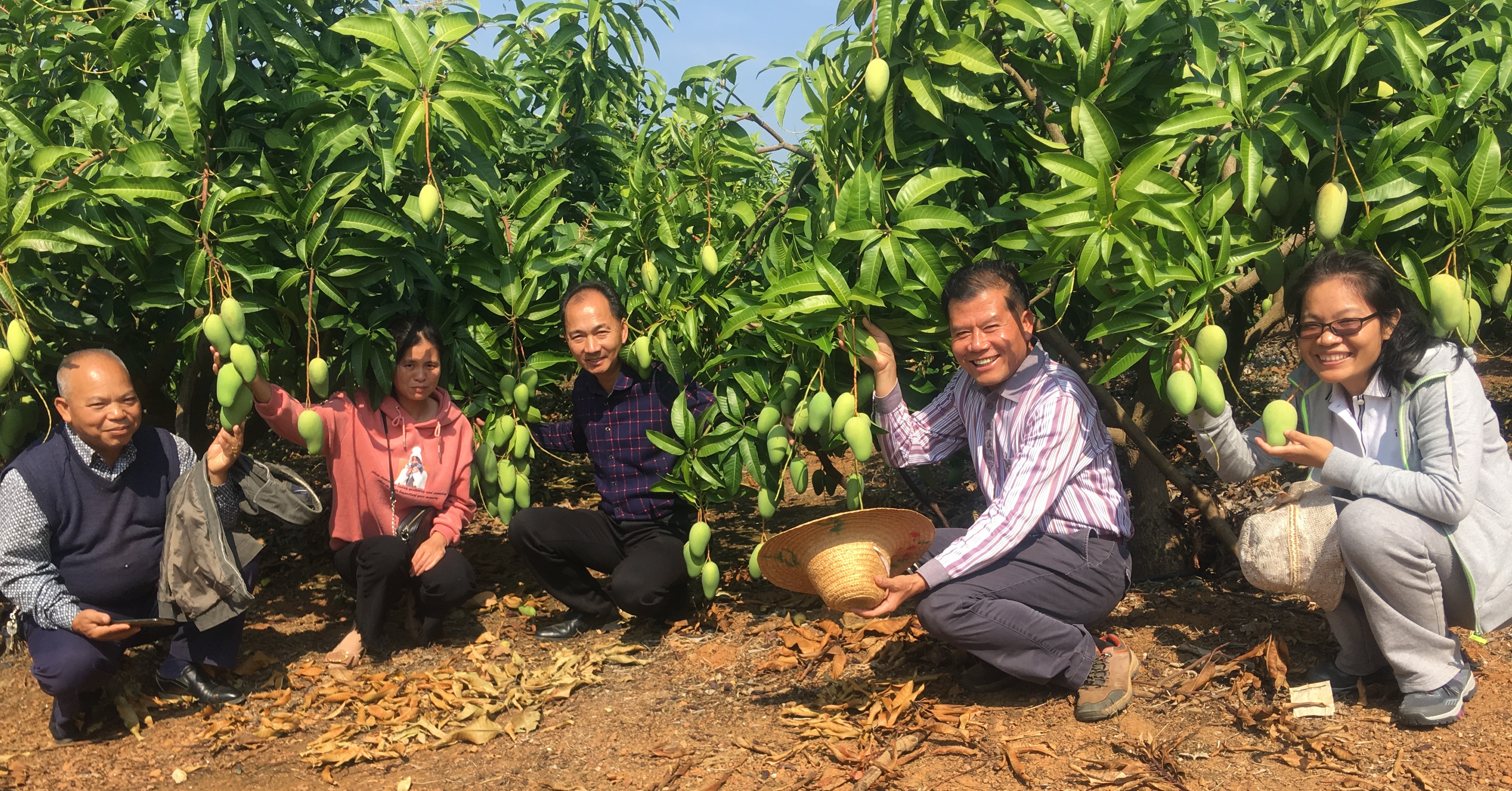 广西香蕉种植区域及面积_广西农村香蕉种植技术_广西香蕉苗