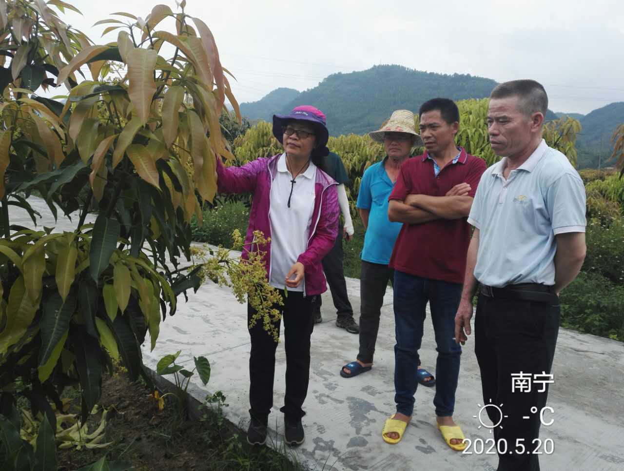 广西香蕉苗_广西香蕉种植区域及面积_广西农村香蕉种植技术
