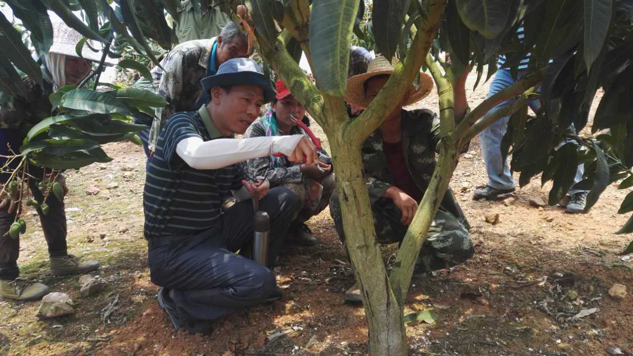 广西农村香蕉种植技术_广西香蕉苗_广西香蕉种植区域及面积