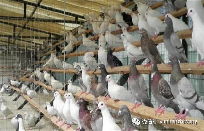 致富经鸽子养殖_养殖致富鸽子网最新消息_养殖致富网鸽子养殖
