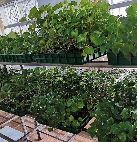 致富经芽苗菜种植业_致富经栏目 芽苗菜_cctv7致富栏目