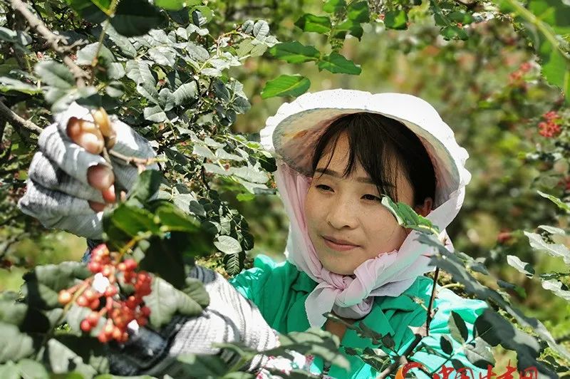 致富经芽苗菜种植业_致富经栏目 芽苗菜_cctv7致富栏目