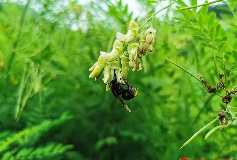 cctv7致富栏目_致富经栏目 芽苗菜_致富经芽苗菜种植业