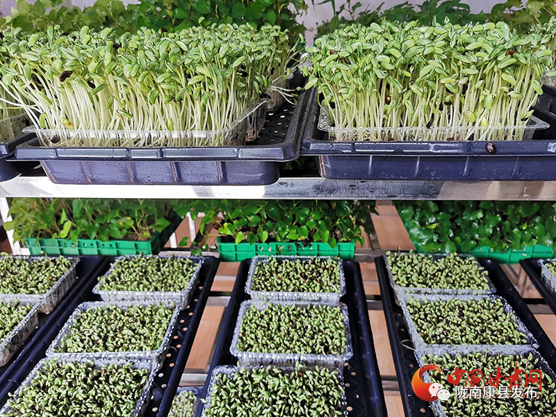 致富经芽苗菜种植业_致富经栏目 芽苗菜_cctv7致富栏目
