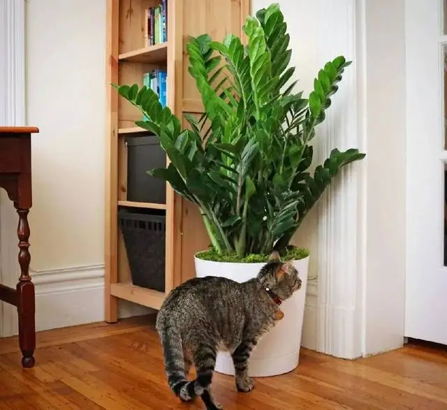 室内种植致富项目_室内种植致富植物_室内种植业致富项目