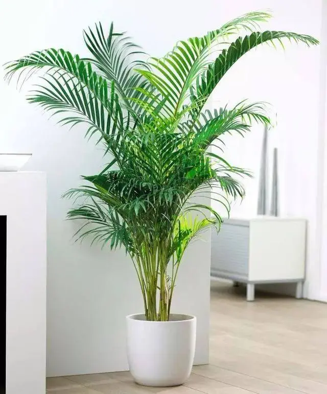 室内种植业致富项目_室内种植致富项目_室内种植致富植物