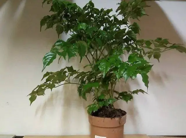室内种植致富项目_室内种植业致富项目_室内种植致富植物